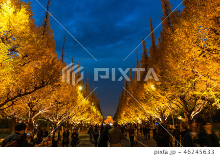 《東京都》イチョウ並木のライトアップ・神宮外苑 46245633