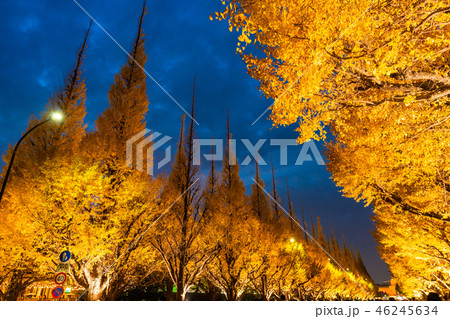 《東京都》イチョウ並木のライトアップ・神宮外苑 《東京都》イチョウ並木のライトアップ・神宮外苑 46245634
