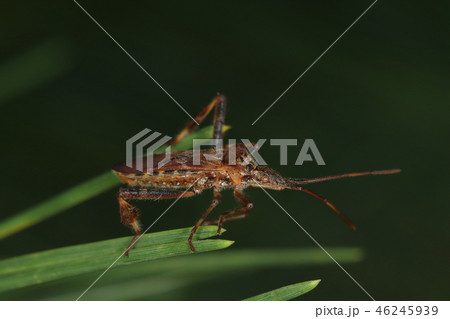 生き物　昆虫　マツヘリカメムシ、体長は二センチほどで後脚の形が特異。全身細かい毛で覆われています 46245939