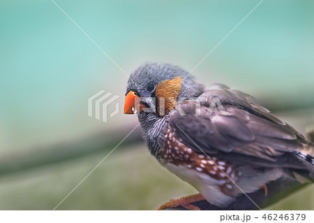 cute beautiful Sun Conure parrot birds 46246379