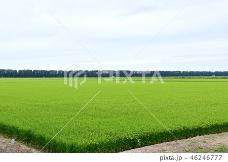 大潟村の風景 46246777