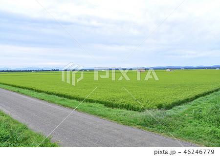 大潟村の風景 46246779