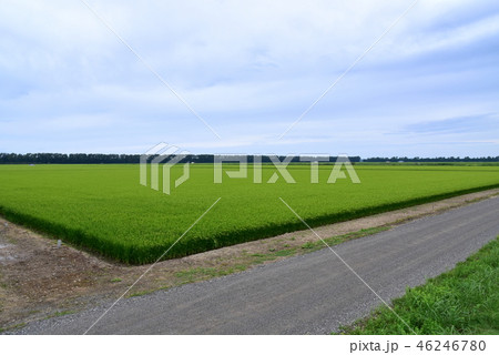 大潟村の風景 46246780