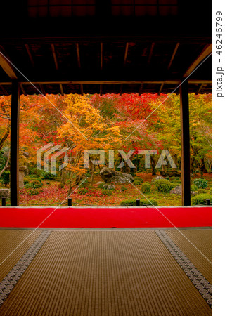 秋の圓光寺 46246799