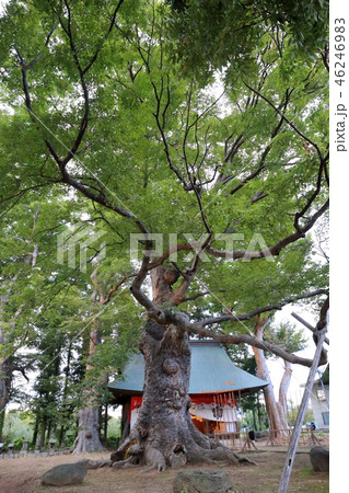 信州・「栗と北斎と花の町小布施」の街並 大嶋神社の大ケヤキ 信州・「栗と北斎と花の町小布施」の街並 大嶋神社の大ケヤキ 46246983