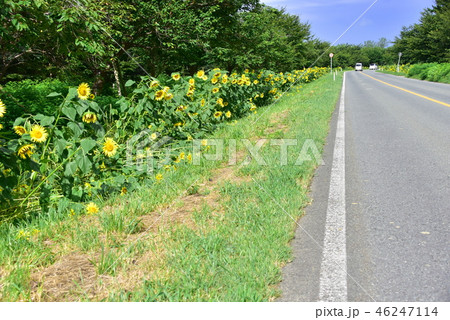 大潟村の風景 46247114