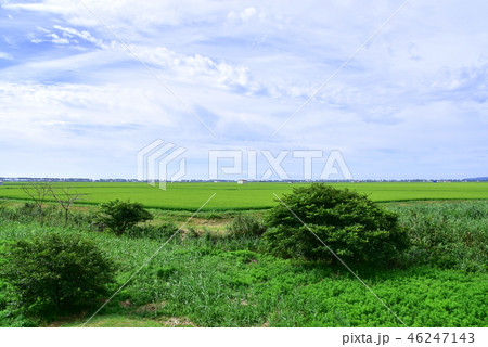 大潟村の風景 46247143