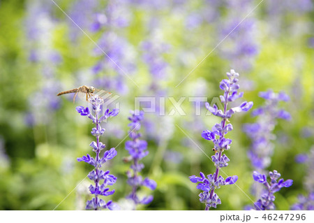 Closeup purple flowers (salvia officinalis) 46247296
