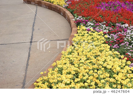 Flowers in the garden Flowers in the garden 46247604