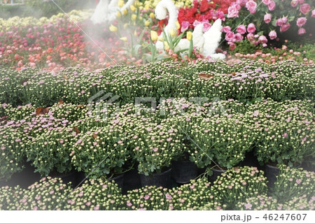 Flowers in the garden Flowers in the garden 46247607