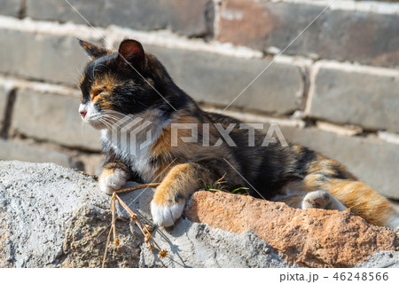 景色 風景 背景 46248566