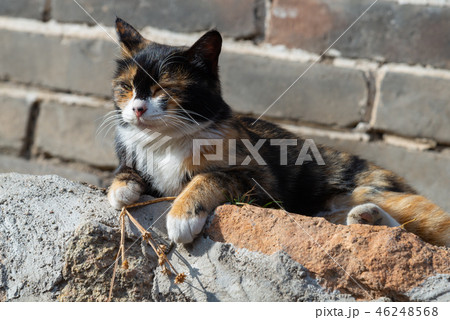 景色 風景 背景 46248568