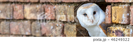 Barn Owl Looking Out of a Hole in a Wall Panorama Barn Owl Looking Out of a Hole in a Wall Panorama 46249322
