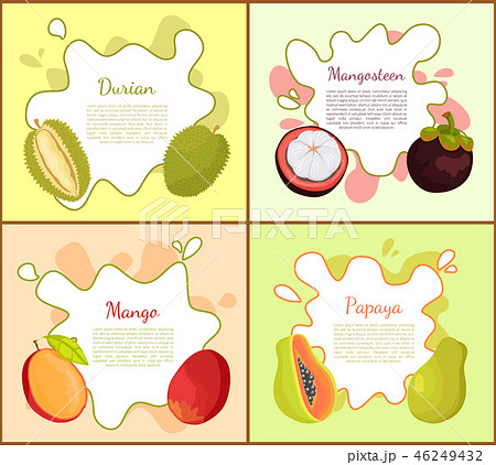 Durian, and Mangosteen Mango Vector Illustration Durian, and Mangosteen Mango Vector Illustration 46249432
