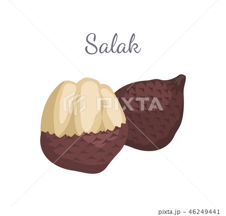 Salak Salacca Palm Tree Exotic Juicy Fruit Vector Salak Salacca Palm Tree Exotic Juicy Fruit Vector 46249441