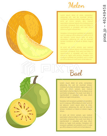 Bael Exotic Juicy Fruit Vector Melon Whole Cut Bael Exotic Juicy Fruit Vector Melon Whole Cut 46249458
