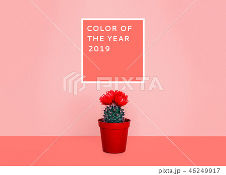 Small cactus in a flowerpot on a trendy background. 46249917