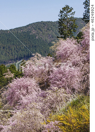 しだれ桜　高見の郷　奈良の桜の名所　天空の庭に咲く枝垂れ桜 46249924