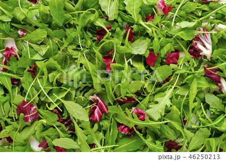 Chicory greens with red leaves Chicory greens with red leaves 46250213