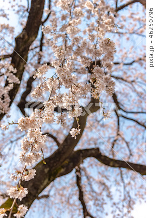 満開の桜 春のイメージ 満開の桜 春のイメージ 46250796