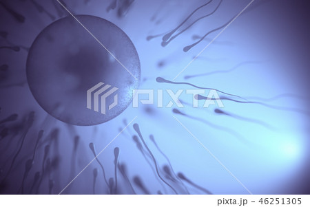 Sperm Meets Egg Sperm Meets Egg 46251305