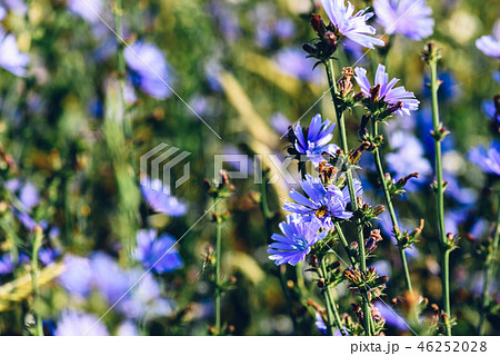 Bee collects nectar from the flowers of chicory 46252028