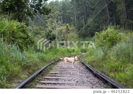A dog standing on train tracks in Ella, Sri Lanka 46252822