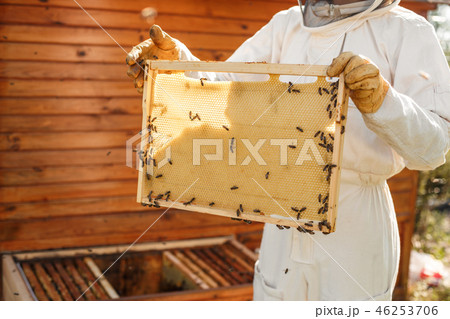 closeup hands of beekeeper hold wooden frame with  46253706