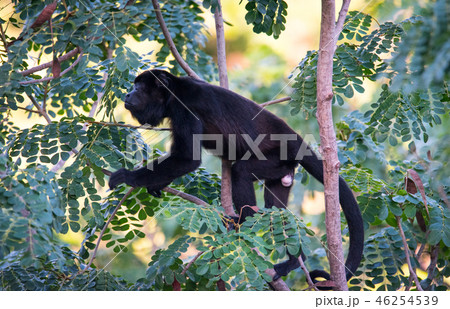 Large black Howler monkey in his rain forest home. 46254539