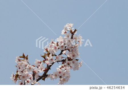 桜 桜 46254634