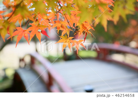 奈良の秋 庭園の紅葉 奈良の秋 庭園の紅葉 46254658