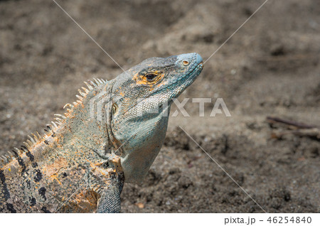 Black Iguana (Ctenosaura similis) sunning himself. Black Iguana (Ctenosaura similis) sunning himself. 46254840