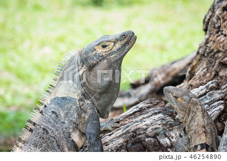Black Iguana (Ctenosaura similis) sunning himself. Black Iguana (Ctenosaura similis) sunning himself. 46254890