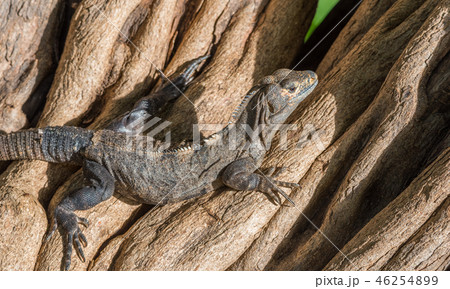 Black Iguana (Ctenosaura similis) sunning himself. Black Iguana (Ctenosaura similis) sunning himself. 46254899