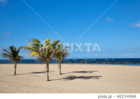 セントキッツ島　ヤシの木と美しいビーチ 46254984