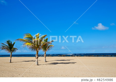 セントキッツ島 ヤシの木と美しいビーチ セントキッツ島 ヤシの木と美しいビーチ 46254986