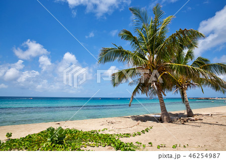 セントキッツ島　ヤシの木と美しいビーチ 46254987