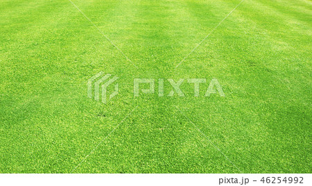 Green grass background Green grass background 46254992
