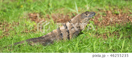 Black Iguana (Ctenosaura similis) sunning himself. Black Iguana (Ctenosaura similis) sunning himself. 46255235