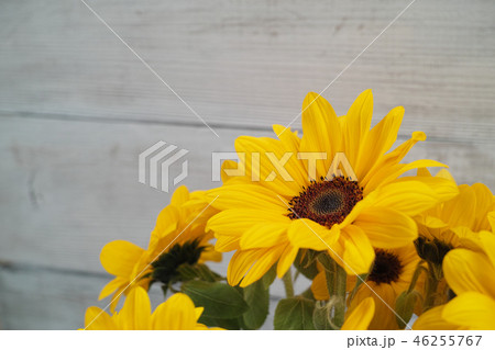 ヒメヒマワリの花束 ヒメヒマワリの花束 46255767