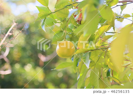 万葉植物園 ダイダイの実 万葉植物園 ダイダイの実 46256135
