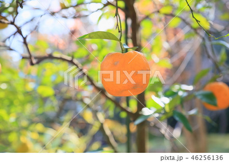 万葉植物園 ダイダイの実 万葉植物園 ダイダイの実 46256136