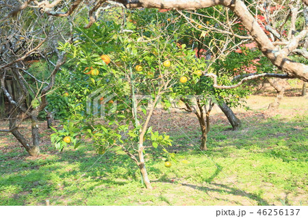 万葉植物園　ダイダイの実 46256137