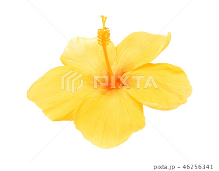 yellow hibiscus isolated on white background yellow hibiscus isolated on white background 46256341
