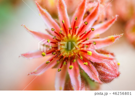 Sempervivum plant during flowering Sempervivum plant during flowering 46256801