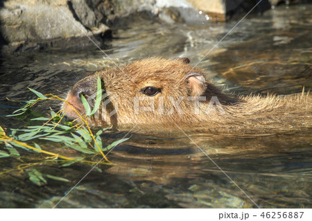 いい湯だな!好物の笹を食み、湯につかるカピバラ いい湯だな!好物の笹を食み、湯につかるカピバラ 46256887