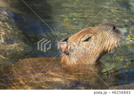 いい湯だな!好物の笹を食み、湯につかるカピバラ いい湯だな!好物の笹を食み、湯につかるカピバラ 46256893