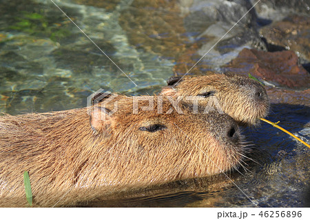 いい湯だな!好物の笹を食み、湯につかるカピバラ いい湯だな!好物の笹を食み、湯につかるカピバラ 46256896