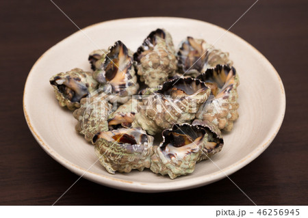 イボニシ イボニシ 46256945