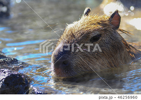 いい湯だな！湯につかるカピバラ 46256960